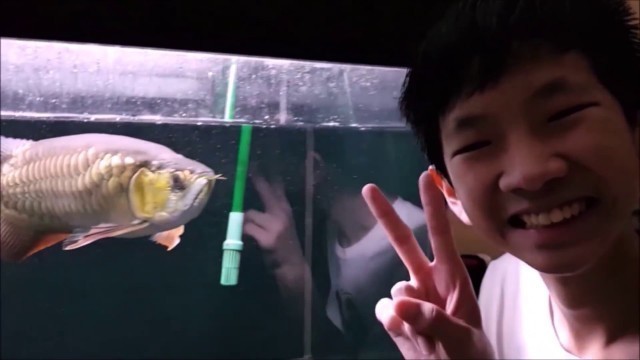 'LIOW VIDEO: Feeding my Arowana (\'Turtle\' update video)龙鱼喂食'