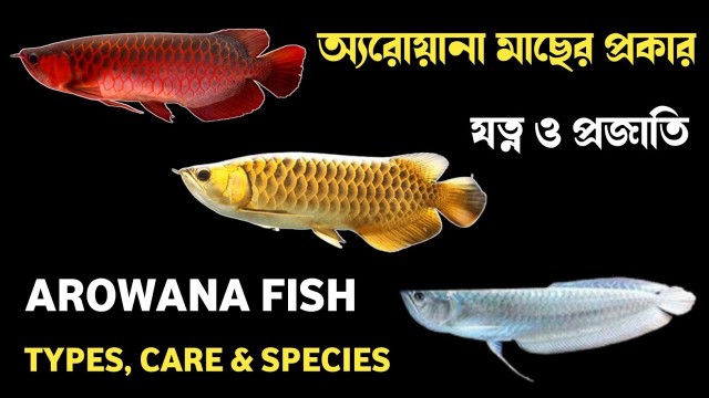 'How to care Arowana fish | Arowana fish types & species | অ্যরোয়ানা মাছের যত্ন, প্রকার ও প্রজাতি'