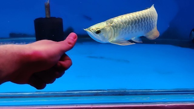 'Arowana Grooming/arowana feeding/arowana training/premium golden head bluebase/bluebase arowana'