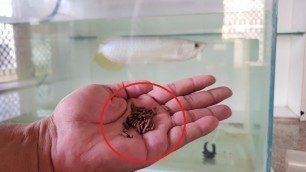 'feeding Arowana fish 9 IN 1 Arowana Sticks -  food for fast growth & color development'