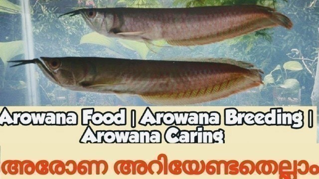 'അരോണയെ  കുറിച്ച് അറിയേണ്ടതെല്ലാം | Arowana Fish Caring, Food & Breeding Malayalam |'