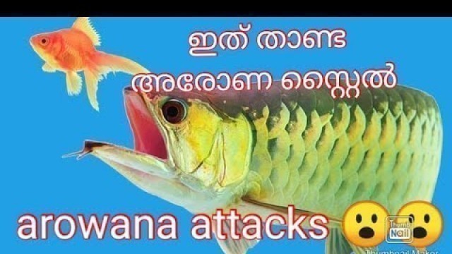 'അരോണ പെട്ടെന്ന് വളരാൻ | arowana fish attack | arowana feeding live fish | arowana attack'