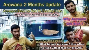 'Arowana 2 months update - How to keep Arowana , Feed | Care | Why Arowana Get sick'