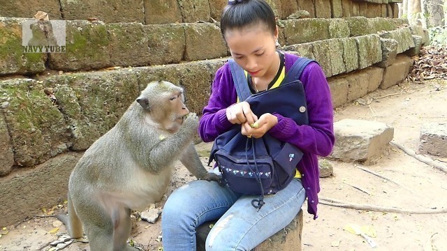 'Give me food ! I\'m hungry, Marcus monkey tries to request food from Konthea'