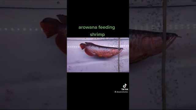 'arowana feeding shrimp #arowana #fyp'