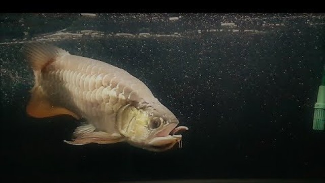 'LIOW VIDEO: Feeding my Arowana 过背金龙喂食'