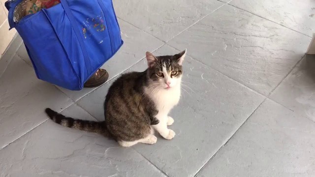 'very cute and smart cat, give me food, California'