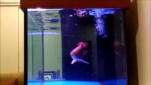 'Feeding Super Red Arowana live Frog in Slow Motion'