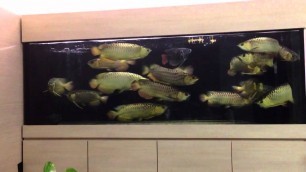 'Arowana feeding time .'