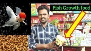 'FEEDING My Arowana Fish Flowhorn Fish Live WORMS!! | Fish feed for fast growth & color development'