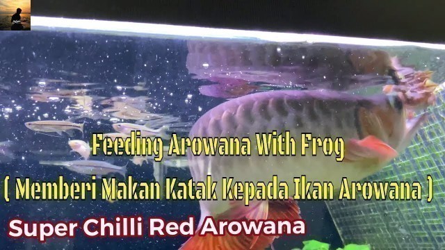 'Arowana Feeding | Feeding Frog To Arowana | Arowana Makan Katak ( Asian Arowana )'