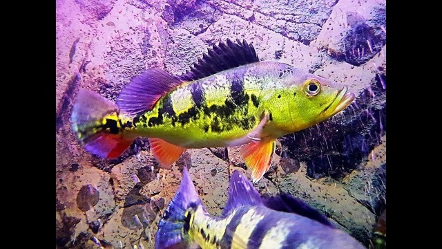 'Peacock Bass, Arowana and African Pike Smashing Top Water Food - Hikari'