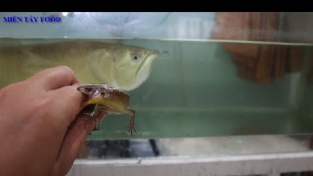 'Silver arowana eating lizard | Amazing Arowana Eating Lizard | Cá Rồng Ăn Rắn Mối Siêu Nhanh'