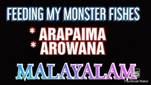 'FEEDING MY MONSTER FISHES | ARAPAIMA And AROWANA.| MALAYALAM| FEEDING ARAPAIMA AND AROWANA.'