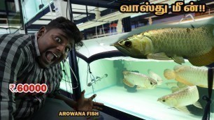 'வாஸ்து மீன் வாங்க போறேன் நண்பர்களே!!|Arowana Fish Purchasing at Bangalore|Life Style Aqua|VFS|SUPPU'