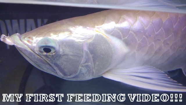 'SIlver Arowana feeding video.'