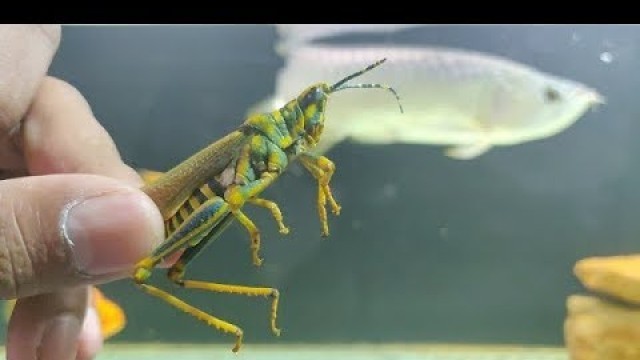 'Arowana Vs Grasshoppers (Feeding My Arowana fish)'