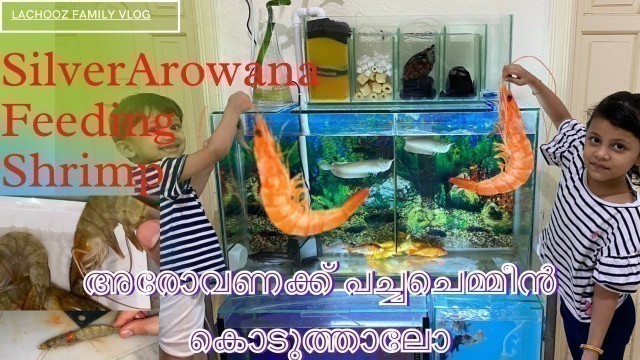 'Silver Arowana Shrimp Feeding | അരോവണക്ക് പച്ചചെമ്മീൻ | Good Healthy And Big Growth | HandFeeding 