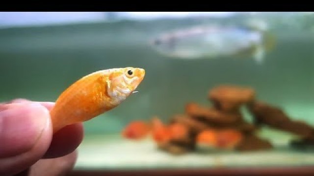 'Arowana Vs Molly (Feeding My Arowana fish)'