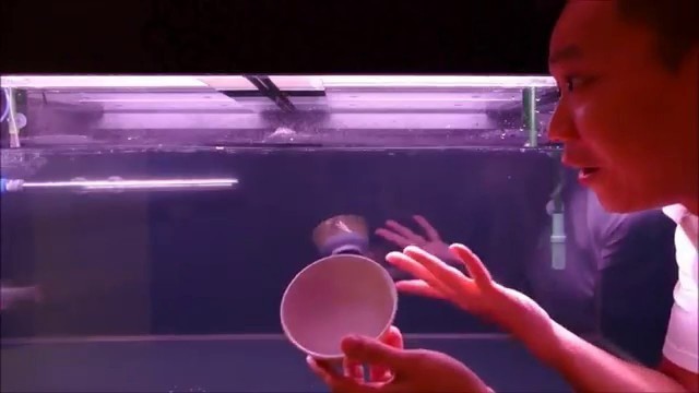 'LIOW VIDEO: Feeding my Red Arowana fish 红龙鱼喂食'