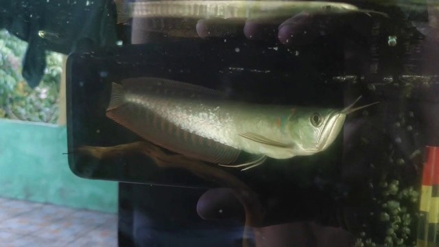 'Baby silver Arowana feeding time'