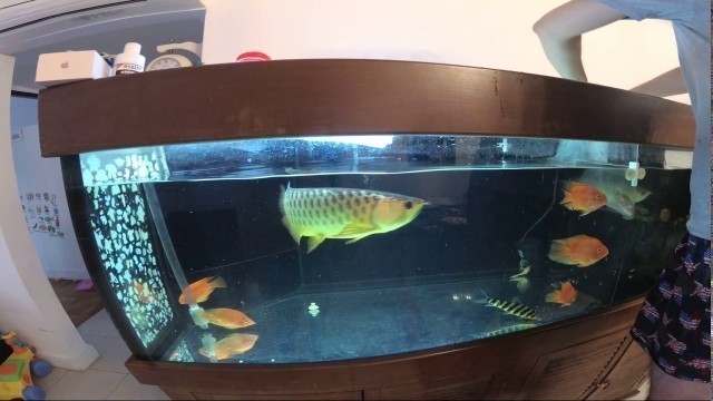 'Adding mangrove jack into my tank 2 - Arowana jumped for food !!!'