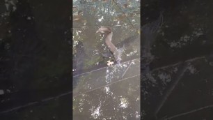 'arowana feeding Kerala #malayalam #arowana #fish'