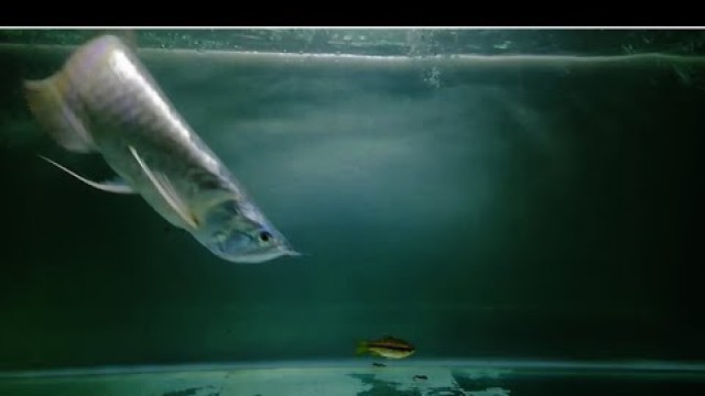 'Silver Arowana Live Feeding'