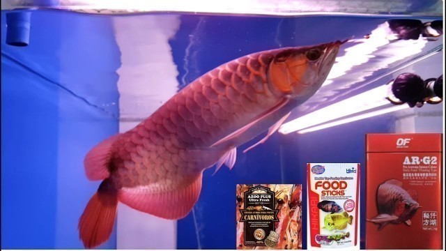 'Arowana can\'t get enough of Pellets'