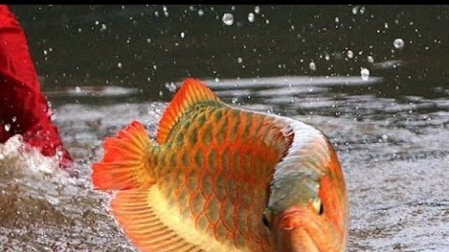 'Arowana Feeding, Malaysian Golden Arowana, Red Tail Gold Arowana, Arowana Forum Care'