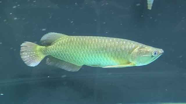 'Feeding big jardini arowana'