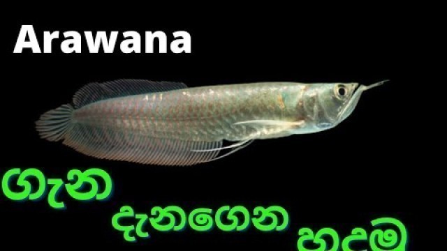 'Arowana care for beginners | Arowana fish care guide sinhala'