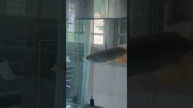 'Feeding Prawns to my High Back Golden Arowana'