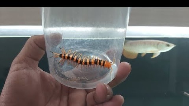 'Arowana Vs Centipede (Feeding My Arowana fish)'