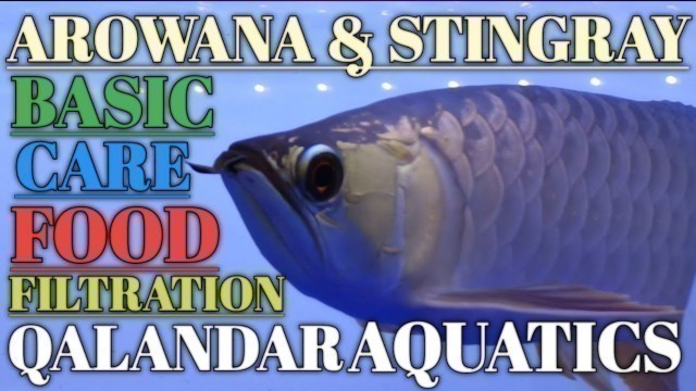 'Arowana fish | Qalandar aquatics | arowana care | arowana food | arowana tank setup | arowana'