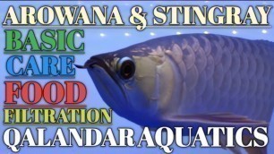 'Arowana fish | Qalandar aquatics | arowana care | arowana food | arowana tank setup | arowana'