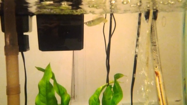 'First Live Feeding Baby Arowana'