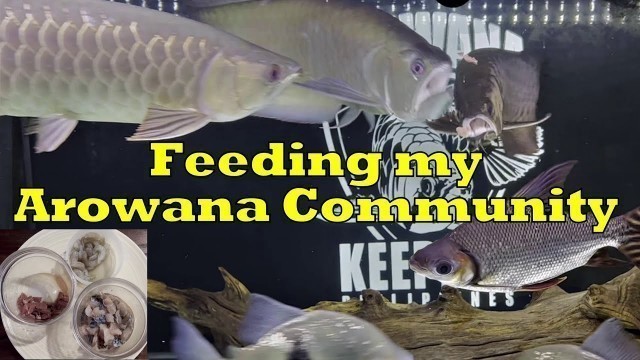 'Arowana Community Feeding 2022'