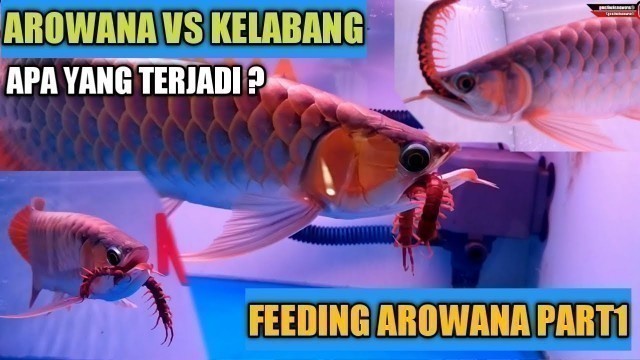 'Ikan Arwana Makan Kelabang ? FEEDING AROWANA FISH Part I'