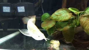 'Feeding My Albino Arowana, Senegal Bichirs and Knifefish'