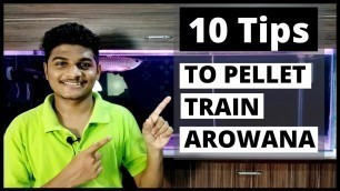 'How to train Arowana Fish to eat Pellets - 10 Tips | How to pellet train an Arowana'