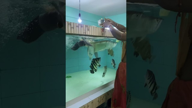 'Feeding Fishes || Arowana feeding || Feeding big fishes #shorts #short #pets #pet #aquarium #fishing'