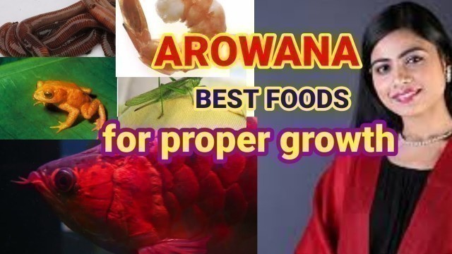 'Best Live Food For Arowana Fish in Hindi | Arowana Fish Proper Growth Food'