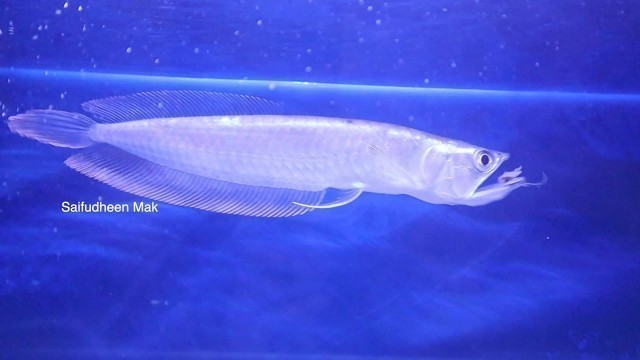 'Feeding Silver Arowana with Chicken Liver | Feed Arowana with Chicken Liver | Silver Arowana Video'