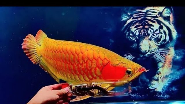 'Red Arowana Fish eating Centipede - Arowana Feeding with Giant Centipede'