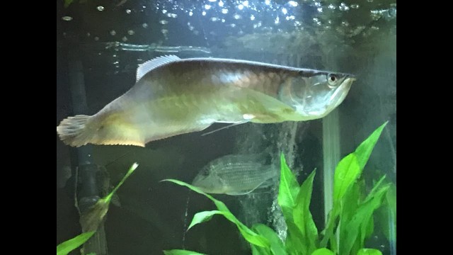 'Silver Arowana live cricket feeding'