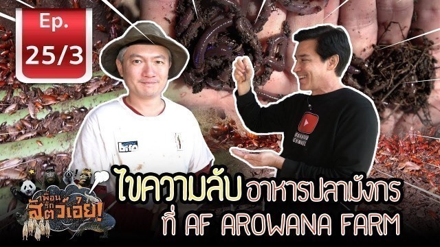 'สุดยอด!!! อาหารปลามังกร (Arowana fish food)  - เพื่อนรักสัตว์เอ้ย l EP.25/3'