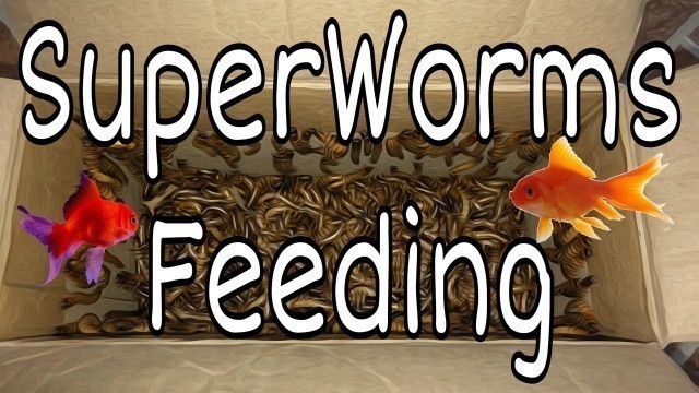 'Feeding my Arowana Fish Super Worms'