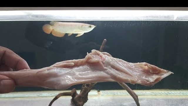 'Arowana Vs  Goat Leg Mutton (Feeding My Arowana fish)'