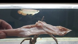 'Arowana Vs  Goat Leg Mutton (Feeding My Arowana fish)'